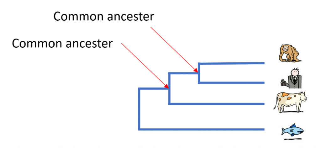 A bit of evolution - In the Light of Evolution