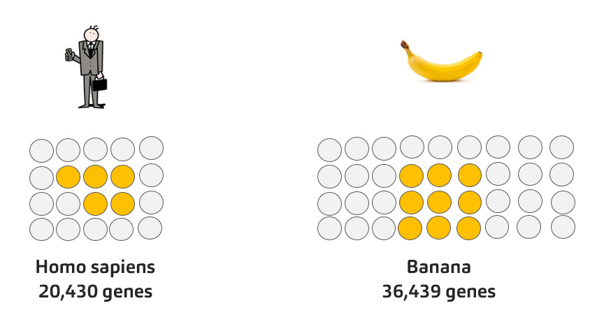 human_vs_banana_marbles
