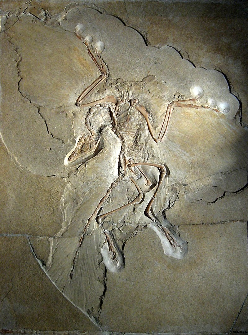 Archaeopteryx_lithographica_(Berlin_specimen)